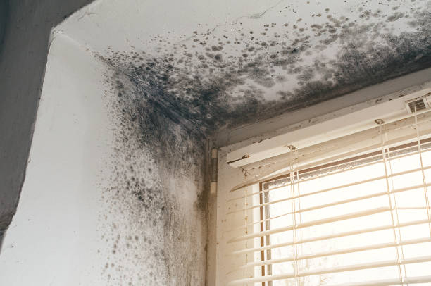 Affordable Mold Cleanup solutions in Culpeper, VA