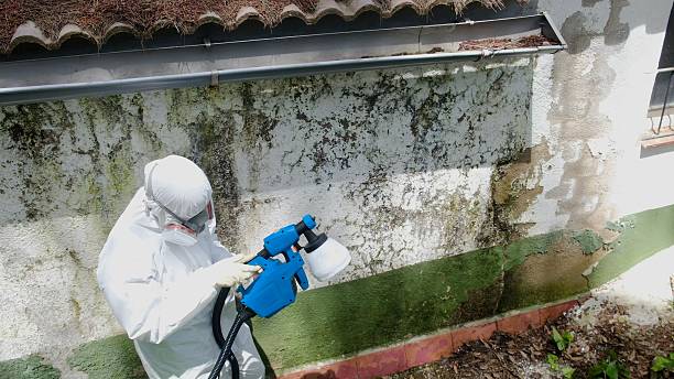 Trusted Mold Removal service in Culpeper, VA - Cheap Mold Removal